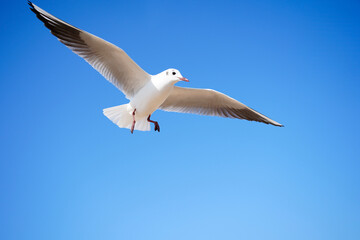 Fototapeta premium Seagulls in Flight Against a Clear Blue Sky