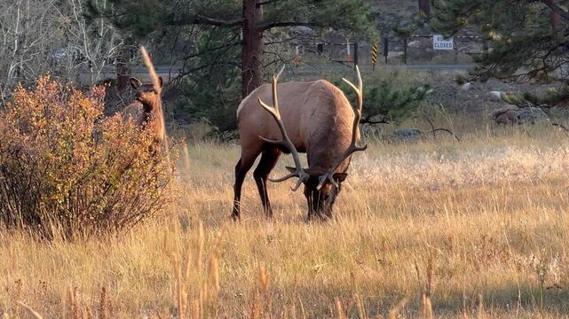 Bull Elk in Estes Park, Colorado