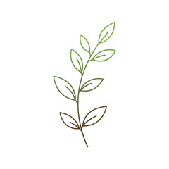 Obraz premium Delicate Green Leafy Branch Illustration.