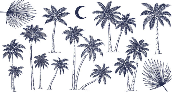 Black and white palm tree illustrations collection Vector