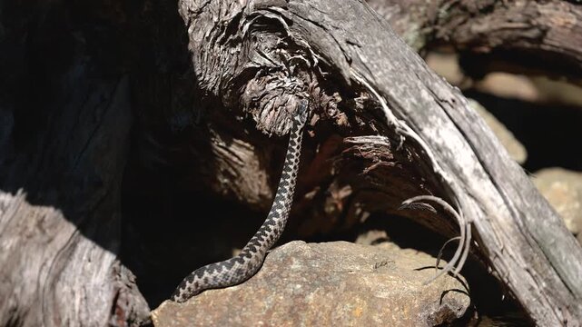 Male European adder Vipera berus crawling on wood in natural habitat exploring surroundings closeup wildlife
