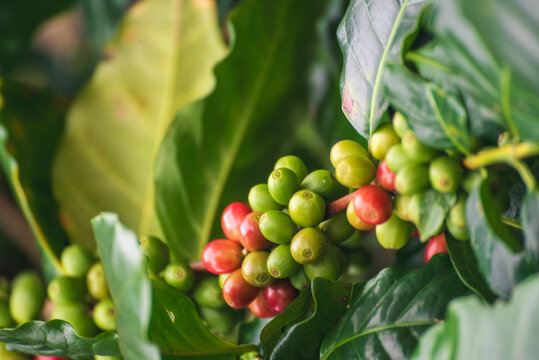 Ripe Red coffee bean berry plant fresh seed coffee tree growth in green eco organic farm. Close up red ripe seed robusta arabica berries harvest for  coffee garden. Fresh coffee bean green leaf bush