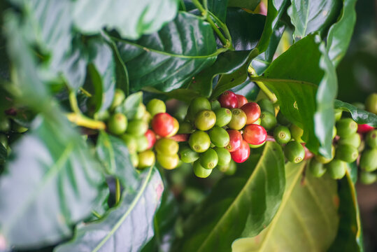 Ripe Red coffee bean berry plant fresh seed coffee tree growth in green eco organic farm. Close up red ripe seed robusta arabica berries harvest for  coffee garden. Fresh coffee bean green leaf bush