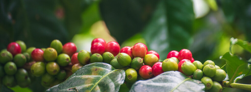 Banner Coffee tree red green bean leaf tree growing berry bean plant. Abstract Background design template with copy space. coffee bean berry plant fresh seed. Banner Design element Coffee tree