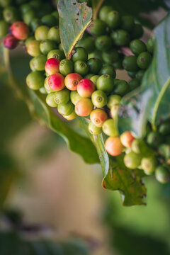 Vertical Ripe Red coffee bean berry plant fresh seed coffee tree growth green eco organic farm. Fresh green bean. plant farm woman Hands harvest raw coffee beans. Red Ripe Nature tropical fruit