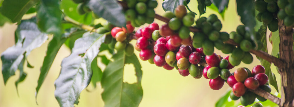 Banner ripe red coffee plant farm woman Hands harvest raw coffee beans. panoramic Ripe Red coffee tree growth green eco organic farm. Banner bean berry plant fresh green seed. Harvest red bean seed