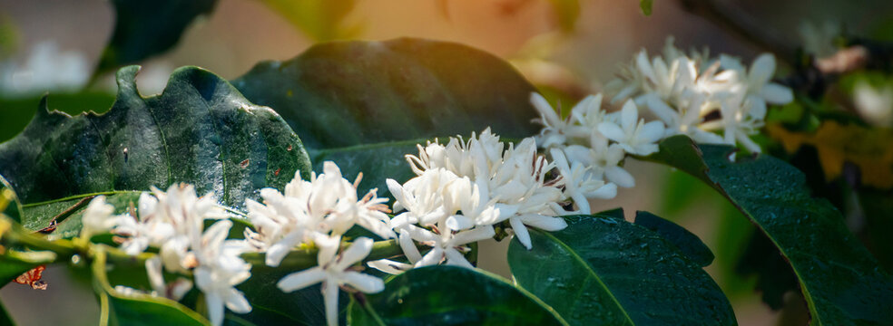Banner Coffee flower tree green nature white color blossom. White flower on coffee tree Robusta arabica berries on coffee farm garden. Fresh Agricultural plantation green organic farm with copy space