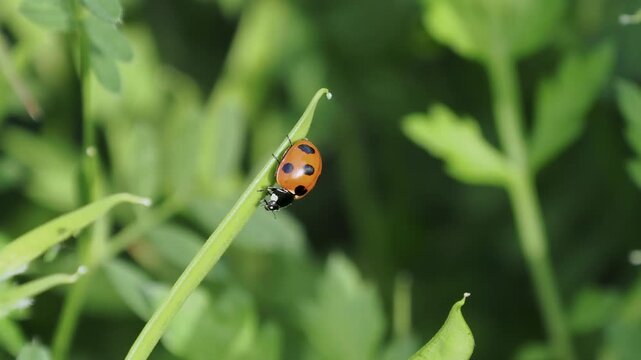 野原の草に止まるテントウ虫