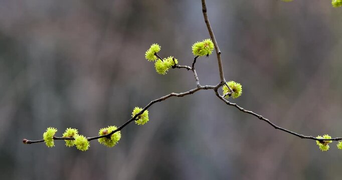 春の山をダンコウバイの鮮やかな花が飾る