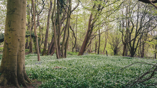 Bluebells and Wild Garlic, Blue Bell Woods, Morpeth, Northumberland Spring 2025