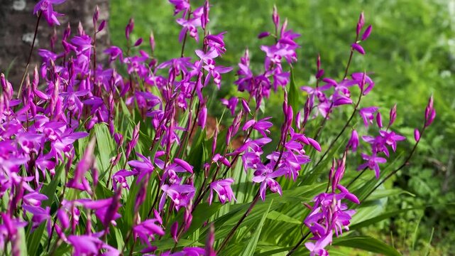 花壇に咲いたシランの花
