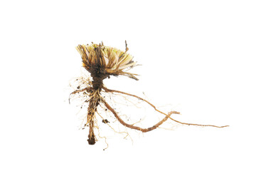 botanical plant morphology of Taraxacum officinale, plant and flower details isolated on a white background © pulia