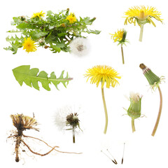 botanical plant morphology of Taraxacum officinale, plant and flower details isolated on a white background © pulia