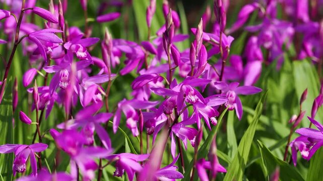 花壇に咲いたシランの花