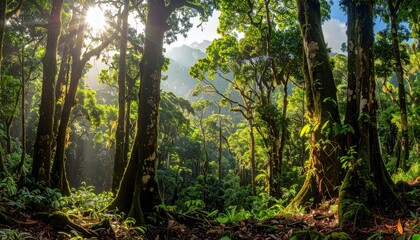 Obraz premium Lush Tropical Rainforest Canopy Bathed in Golden Sunlight.