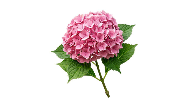 A beautiful closeup of a pink hydrangea cluster  flower and a pink dahlia blossom isolated on white, capturing the floral beauty of nature in a spring bouquet