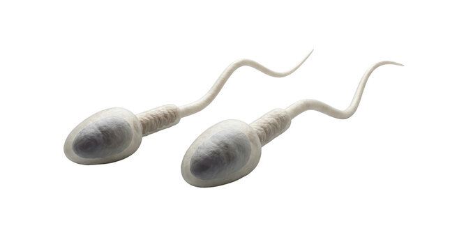 Two microscopic sperm cells with tails swimming towards fertilization, isolated on a clean white background with a bright, sterile mood.