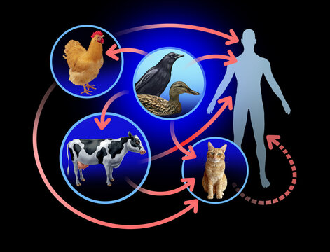 Bird Flu H5N1 avian influenza transmission concept showing spread from wild birds to poultry cows and cats with rare human infection as a zoonotic outbreak and public health risk on a black background