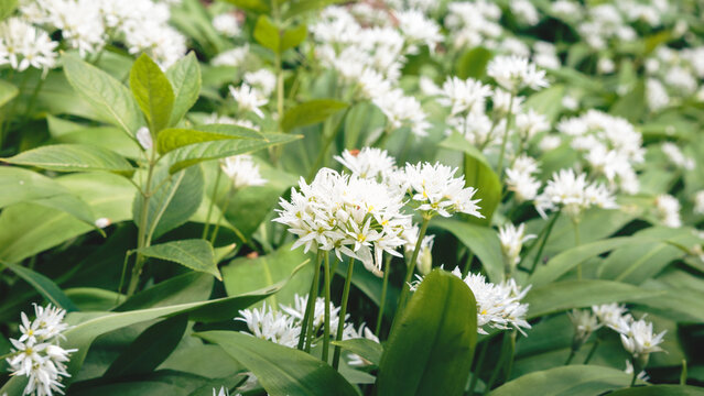 Bluebells and Wild Garlic, Blue Bell Woods, Morpeth, Northumberland Spring 2025