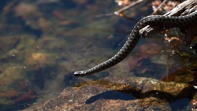 Male European adder Vipera berus crawling on wood in natural habitat exploring surroundings closeup wildlife