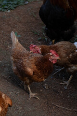 Fototapeta premium Brown Chickens on Dirt Ground in Rural Farm