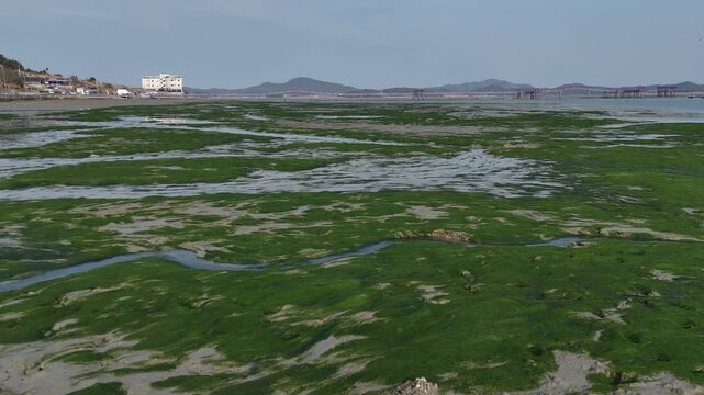 Aerial view of vibrant green seaweed on mudflats in Sinan, South Korea