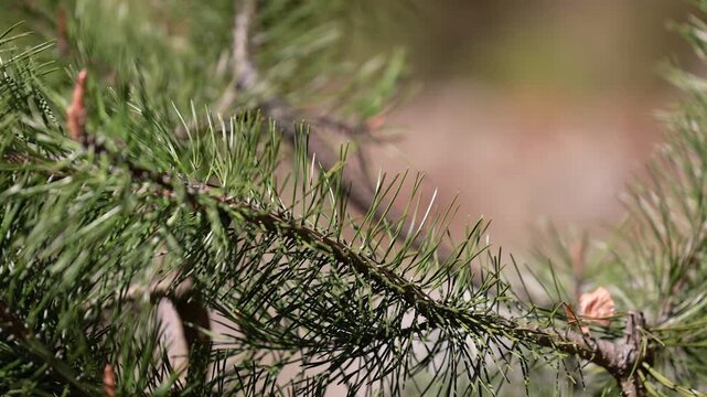 Male European adder Vipera berus crawling on wood in natural habitat exploring surroundings closeup wildlife