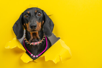 A black dachshund dog wearing a pink spiked necklace stares forward with an intense expression...