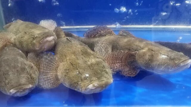 Multiple marble goby fish resting at the bottom of a bright blue freshwater aquarium tank. Close up view of live sleepy cod or soon hock fish in a commercial display with air bubbles in the water.