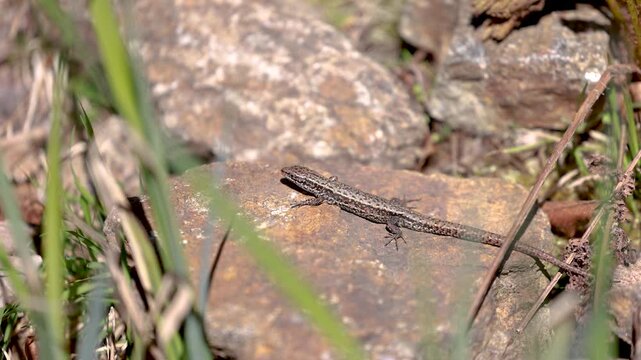 Female viviparous lizard basking on sunlit rock in natural woodland habitat