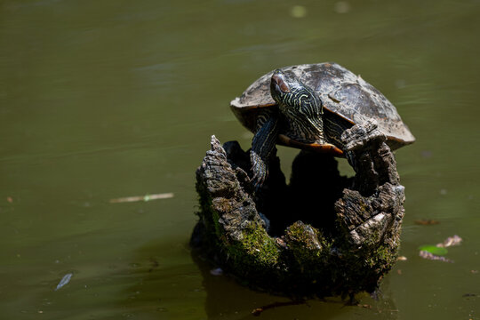 A Northern map turtle  basks in the sun atop a moss-covered log in a tranquil pond, showcasing its distinctive shell patterns
