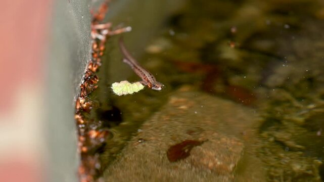 Viviparous lizard swimming through forest pond in natural freshwater habitat