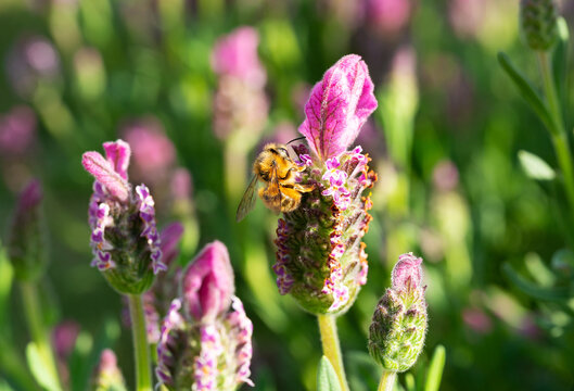 Female White-striped Long-horned Bee (Eucera nipponensis) foraging on purple French Lavender flowers in a spring garden