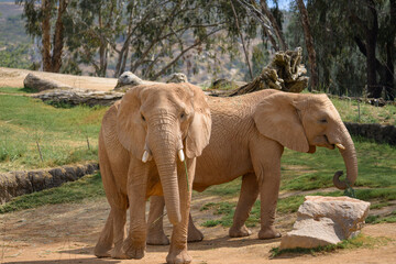 Elephant Valley at the Safari Park © kirk