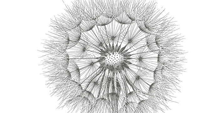 Close-up, high-contrast, black and white image of a dandelion seed head, showcasing its intricate and delicate structure against a plain white background.