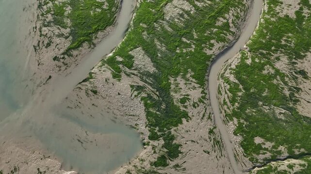 Low flying top-down drone shot skimming over green mossy tidal flats
