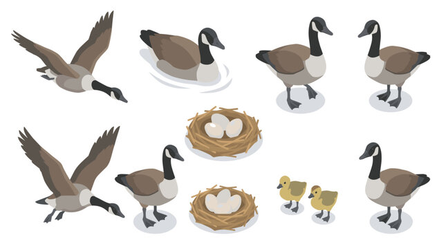 Isometric Canadian Goose Vector Collection Featuring Flying, Swimming, and Nesting Birds with Eggs and Cute Baby Goslings for Wildlife Nature Designs