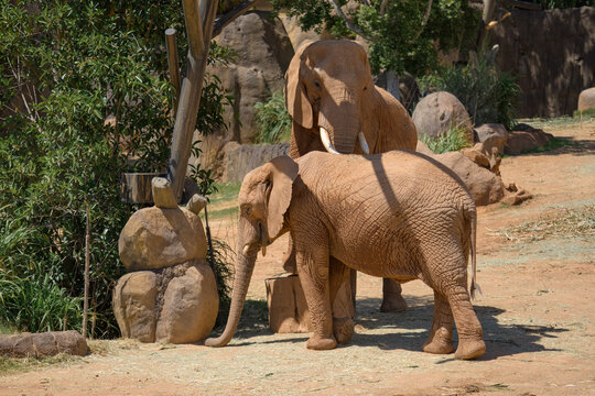 Elephant Valley at the Safari Park
