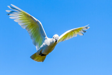 Sulphur-crested Cockatoo set against the morning blue sky © Merrillie