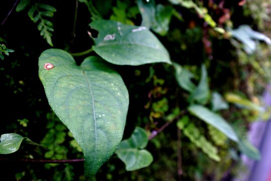 The sembukan leaf, fart leaf or paederia foetida has green, heart shaped leaves that grow abundantly climbing the walls of an old building