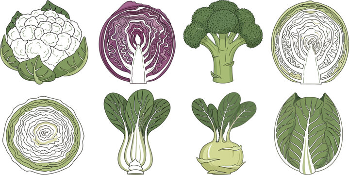 Cross-section and whole vegetable illustrations Vector