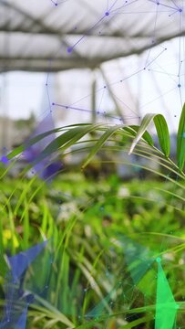 Vertical video: Fronds centering front camera rising and overlay nodes drifting upward showing data