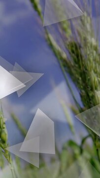 Vertical video: Main green wheat ear swaying, triangles drifting in, camera tilt showing kernels