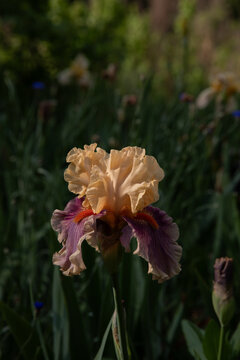 Bearded Iris 14