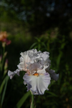 Bearded Iris 13