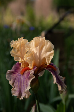 Bearded Iris 12