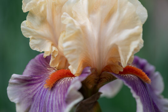 Bearded Iris 9