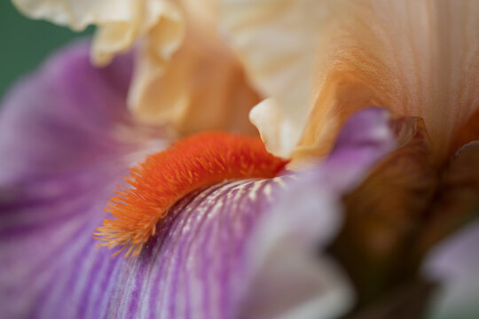 Bearded Iris 8