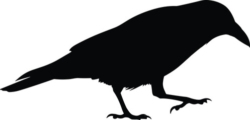 Obraz premium Crow silhouette standing on white background with bird silhouette in motion graphic illustration.