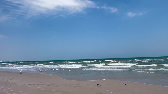 Little egret on beach blue sky